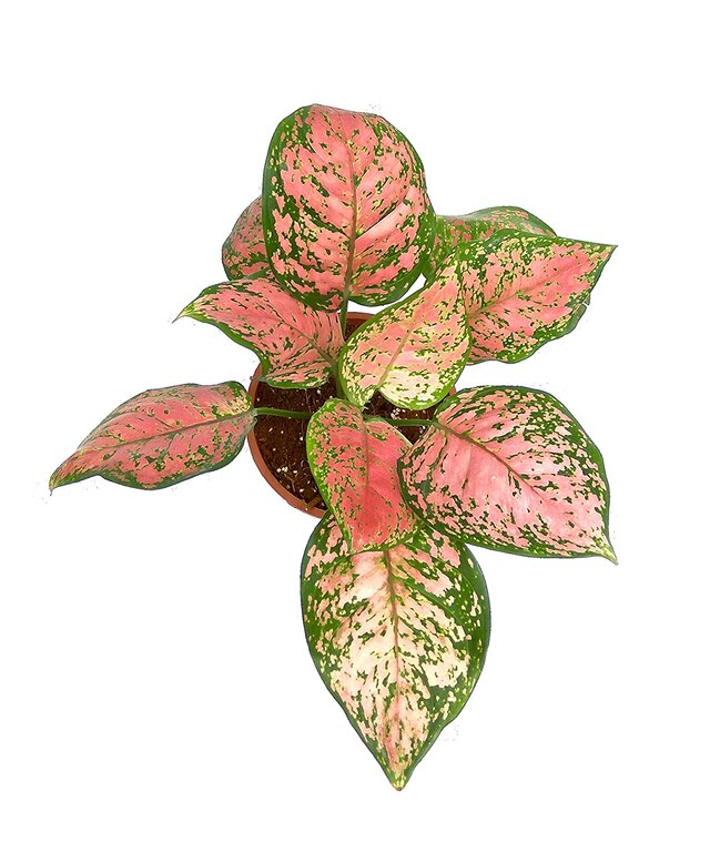Aglaonema Pink Lipstick Plant